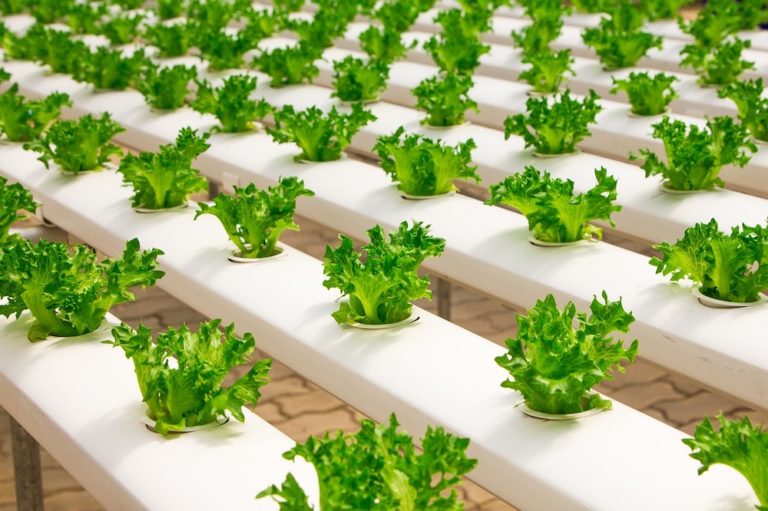Hydroponic